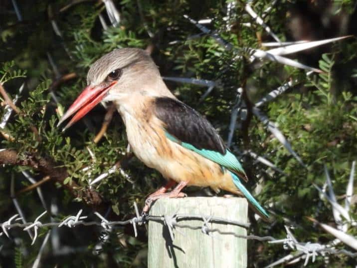 Bird - Brown-hooded kingfisher