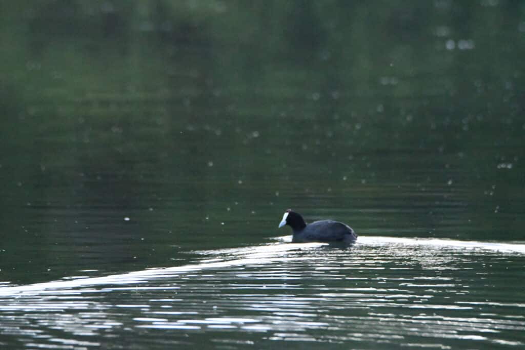 Bird - Red-knobbed coot
