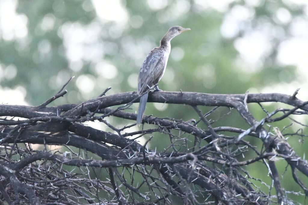 Bird - Reed Cormorant